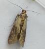 Plodia interpunctella